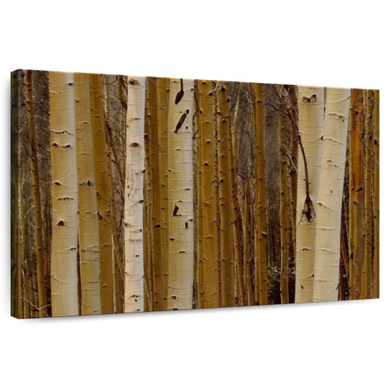 Alvord Aspen's In Winter, 34" H x 51" W