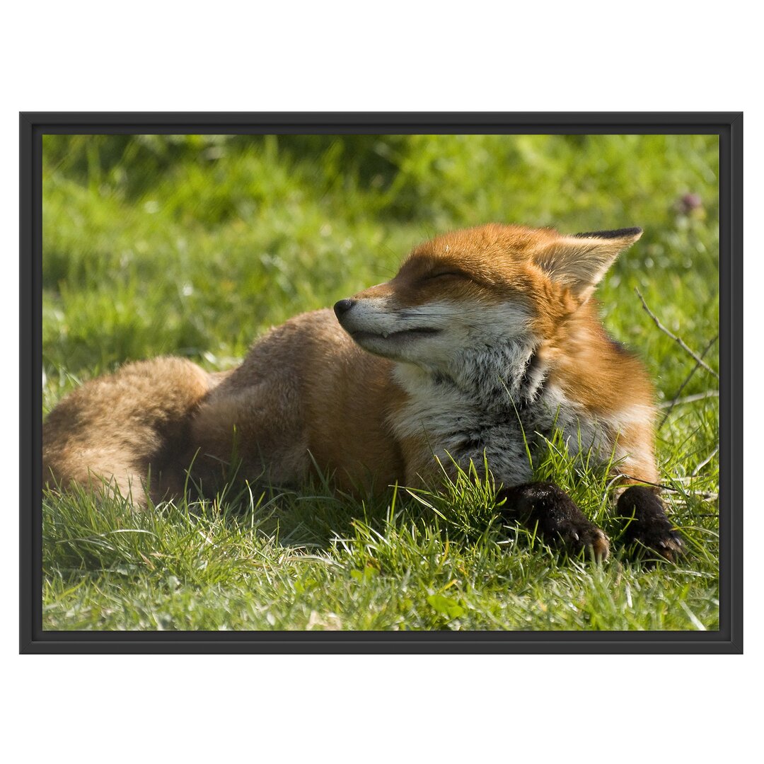 Gerahmtes Wandbild Kleiner Fuchs auf Wiese