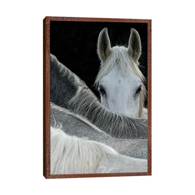 Look by Milan Malovrh - Print on Canvas