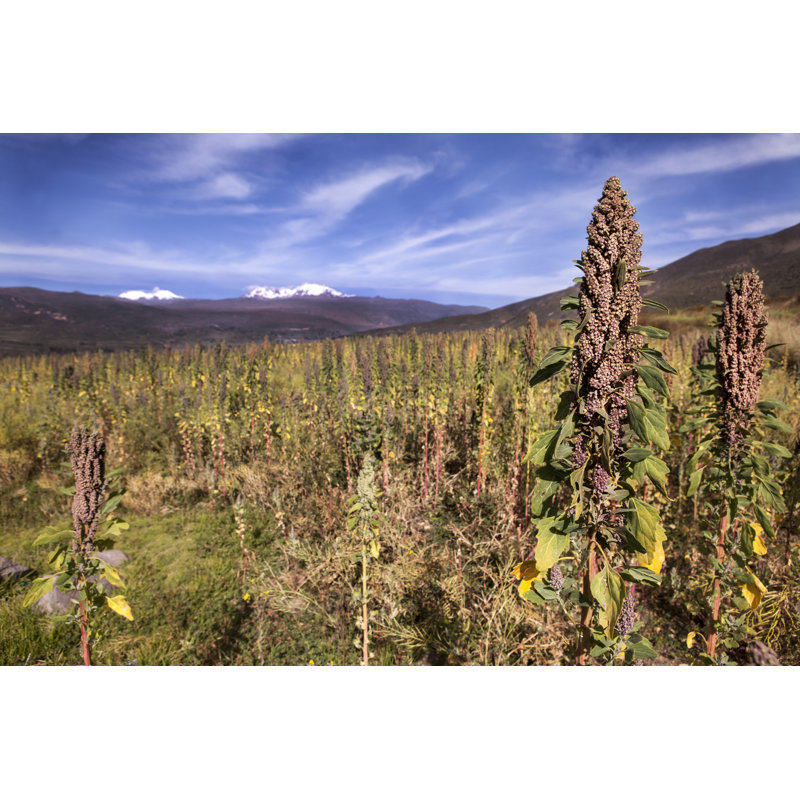 Engstrom Quinoa - Wrapped Canvas Print, 30cm H x 46cm W x 3.8cm D