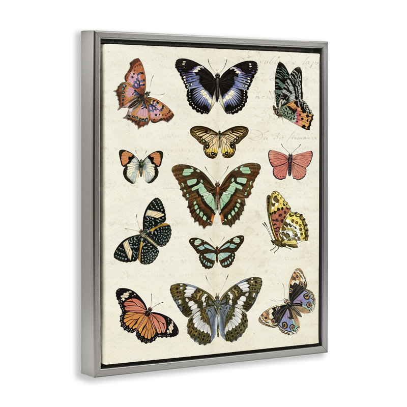  Vintage Butterfly Breeds Framed Floater Canvas Wall Art by Susan Arnot, H 31 po x l 25 po, Cadre flottant gris lustré
