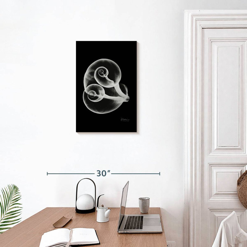 Aletra Conjoined Shells, 24" H x 16" W