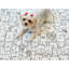 Pawsh Pups 10X10