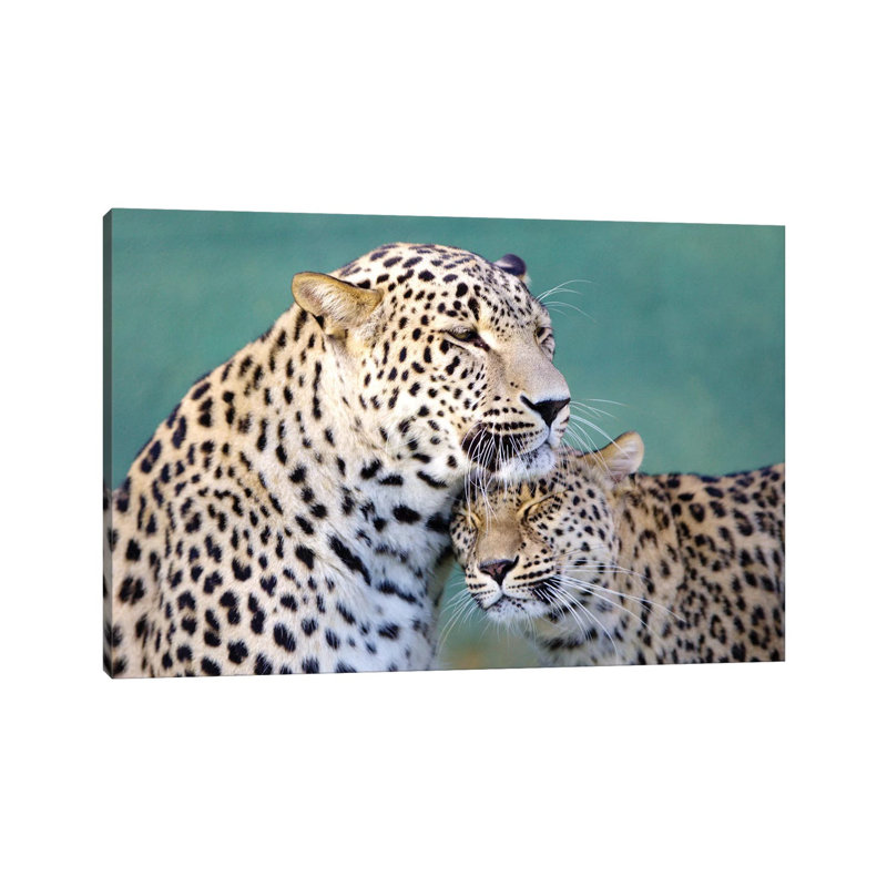 Leopards Love 1 Piece Wrapped Canvas Wall Art, 20.32 cm H x 30.48 cm W