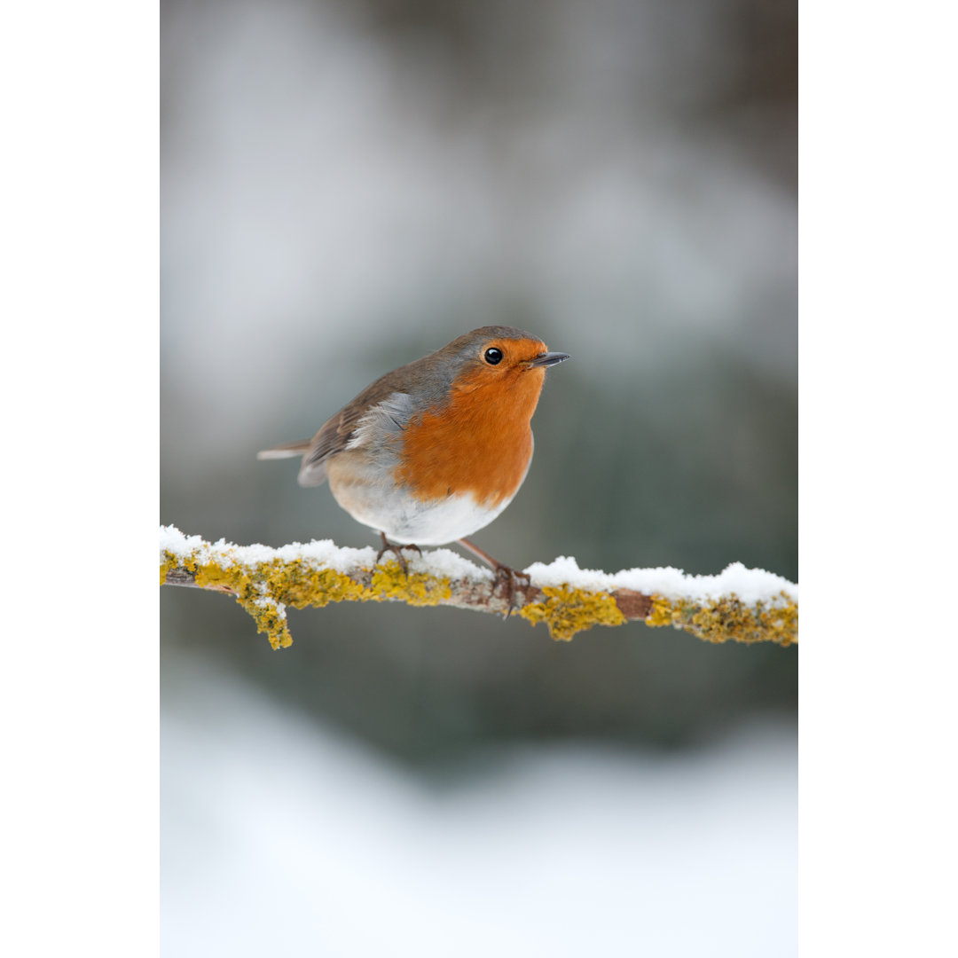 Rotkehlchen auf einem schneebedeckten Ast (Erithacus Rubecula) von Charliebishop - Druck auf Leinwand ohne Rahmen