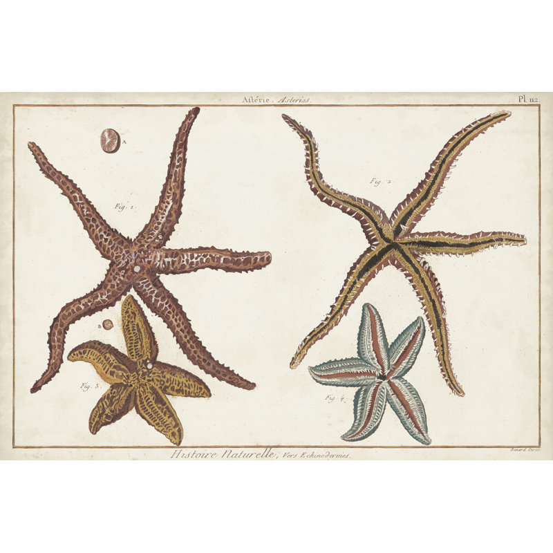 Starfish Naturelle III - Wrapped Canvas Art Prints, 30cm H x 46cm W x 3.8cm D