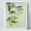 «Green Apples Illustration Realism Rustic Nature Relax / Calm Multicolor Office» sur papier-98267251-98267255