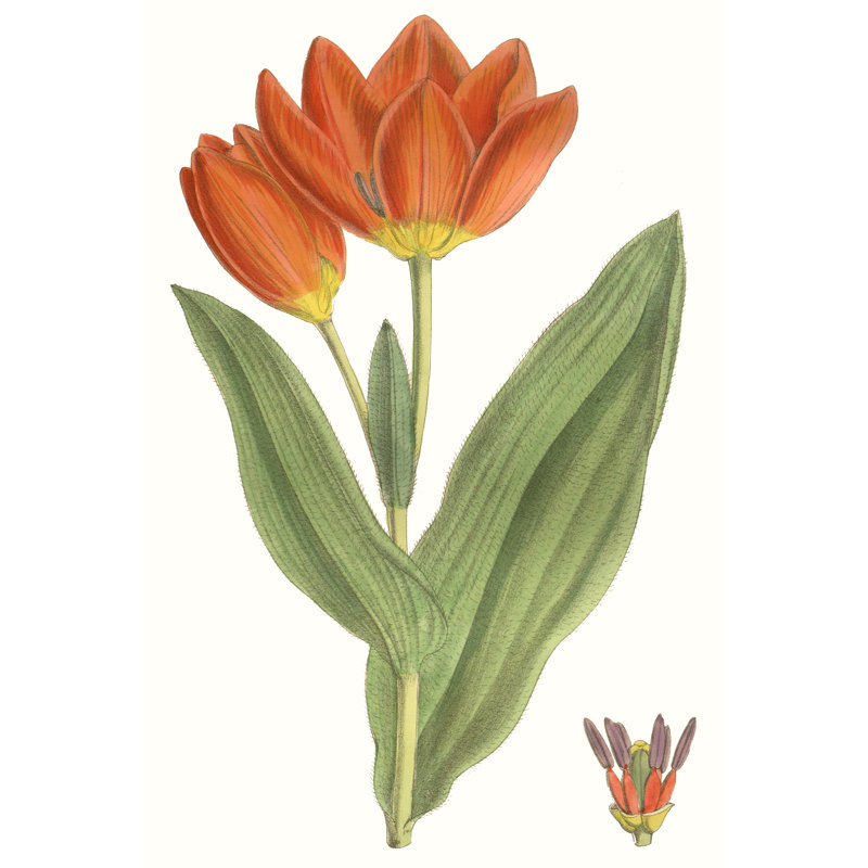 Curtis Tulips IX by Curtis - Painting Print, 30cm H x 20cm W, Wrapped Canvas