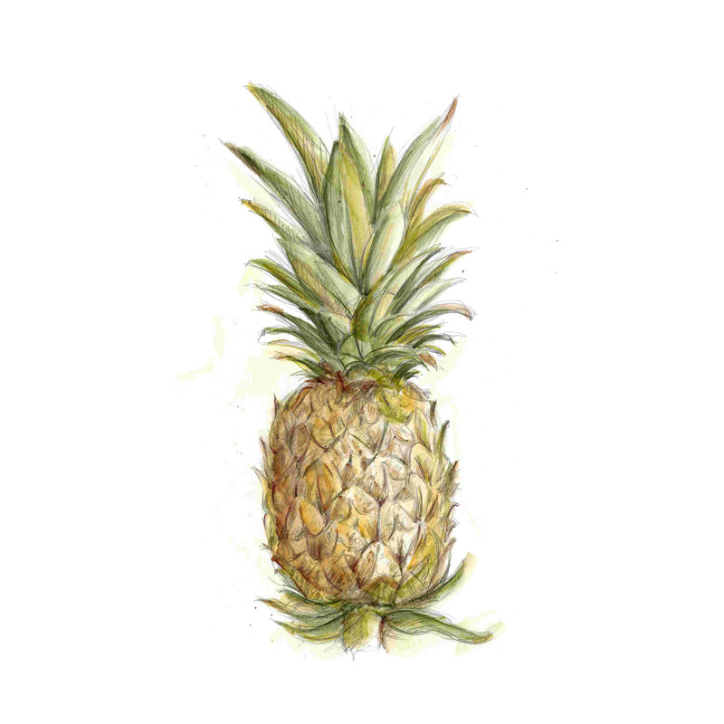 Croquis d'ananas II, H 18 po x l 12 po