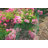 12 Foot Modular Garden Fence System