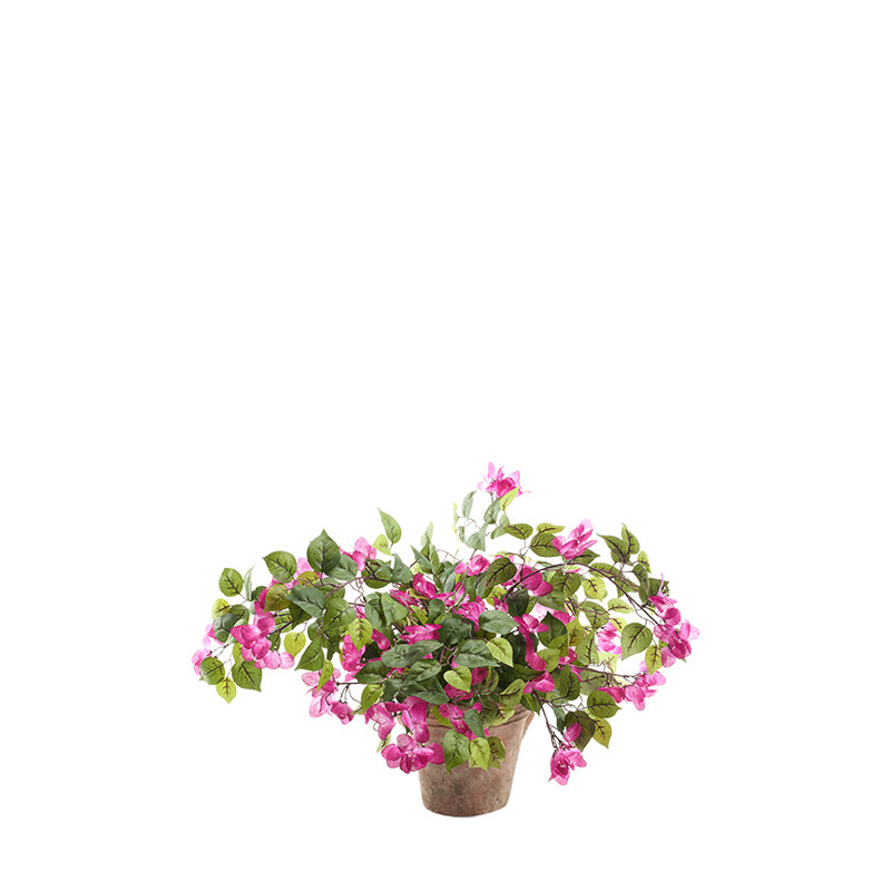 Bougainvillea in Dwell Planter