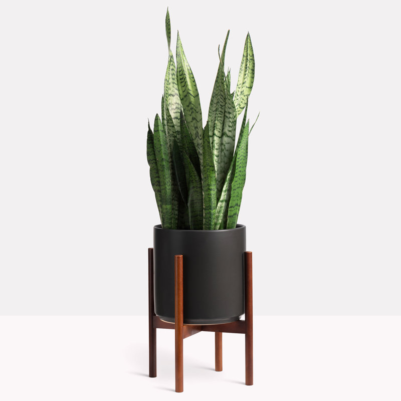 Ceramic Pot Planter with Wood Stand, Black Planter + Medium Stand, 15.5" H x 12.5" W x 12.5" D