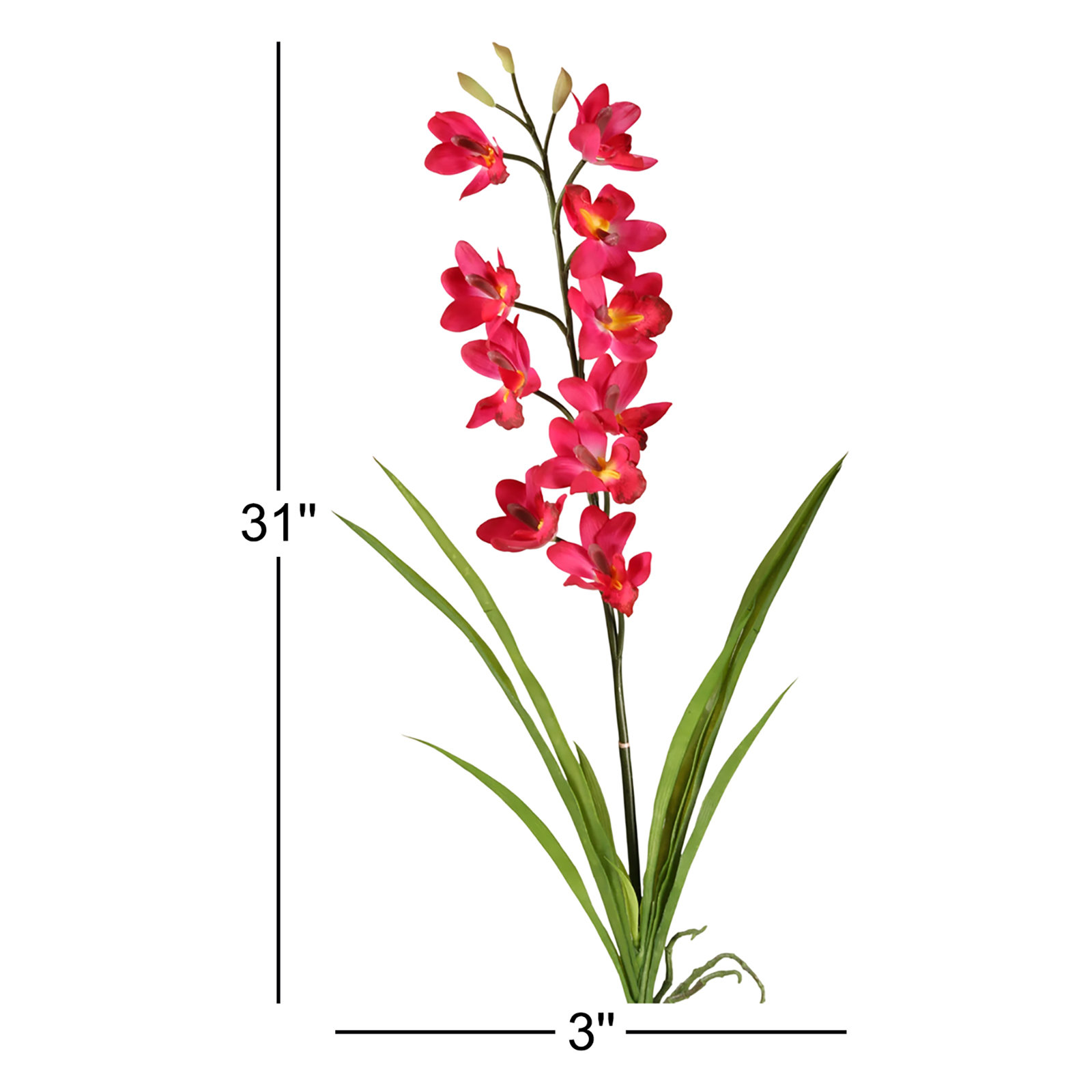 Cymbidium Orchid Stems