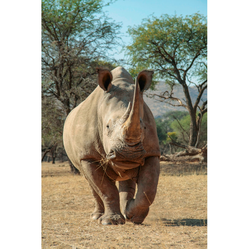 The Rhino Walk - Wrapped Canvas Print, 30cm H x 20cm W