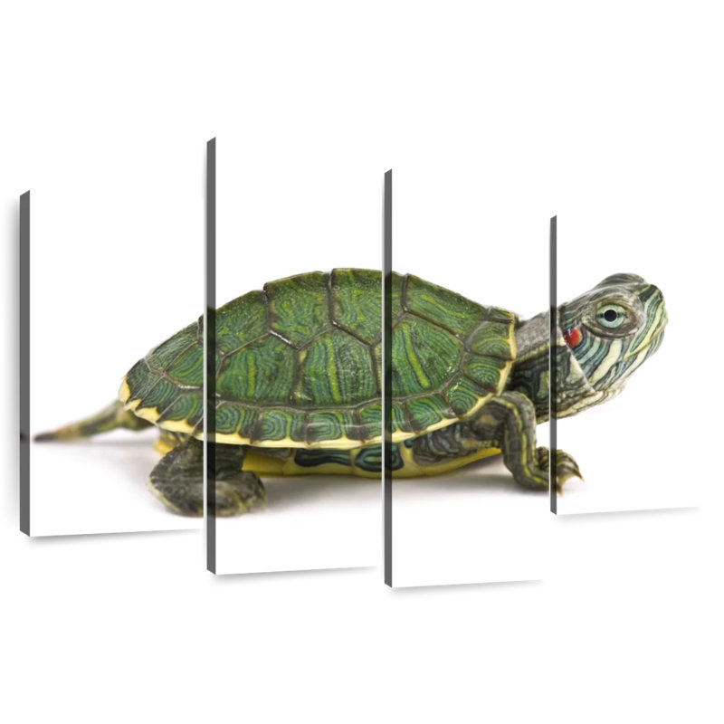 Brampt Red Eared Turtle, 22"H x 36"W