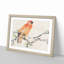 Parrot by Ren Yi - Framed Print-55578327-55578330