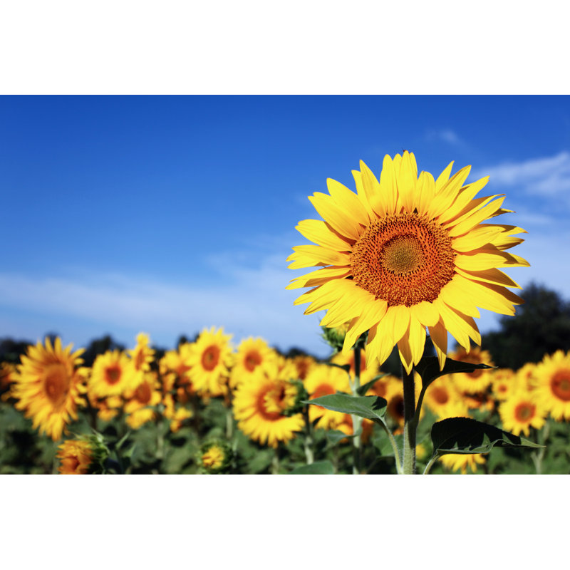 Sunflowers Field In Provence by Choja - Wrapped Canvas Print, 51cm H x 76cm W
