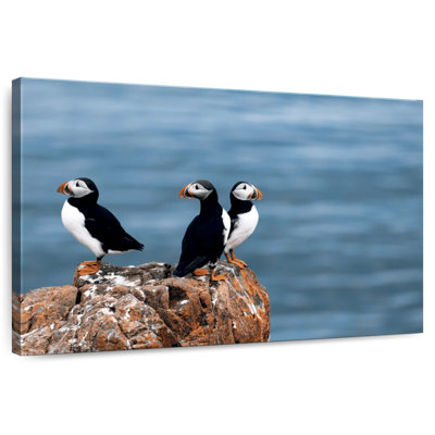 Macareux moines en Islande