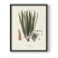 «Botanical Society Ferns V», reproduction encadrée - bois massif-1396594765-1396594775