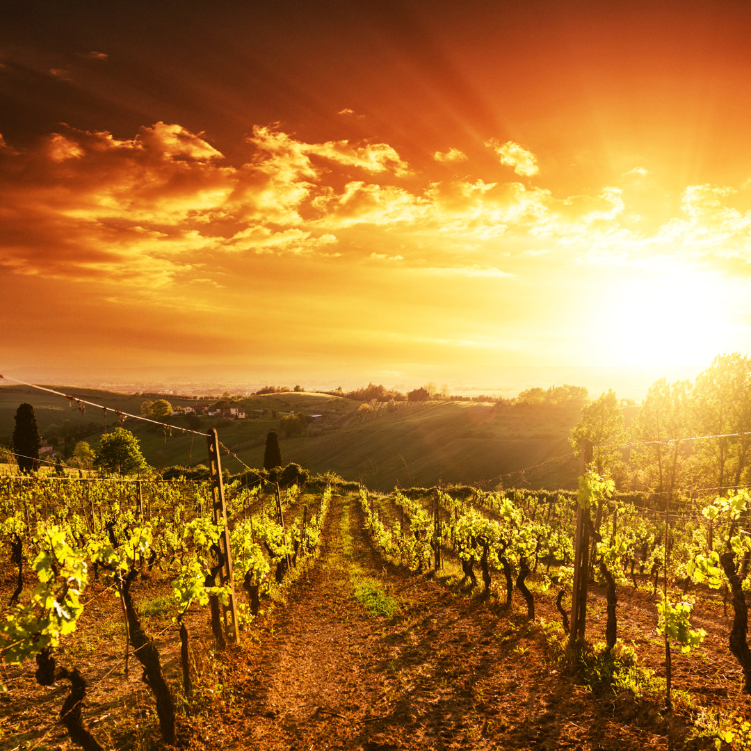 Weinberg-Landschaft bei Sonnenuntergang von Franckreporter - Leinwanddrucke