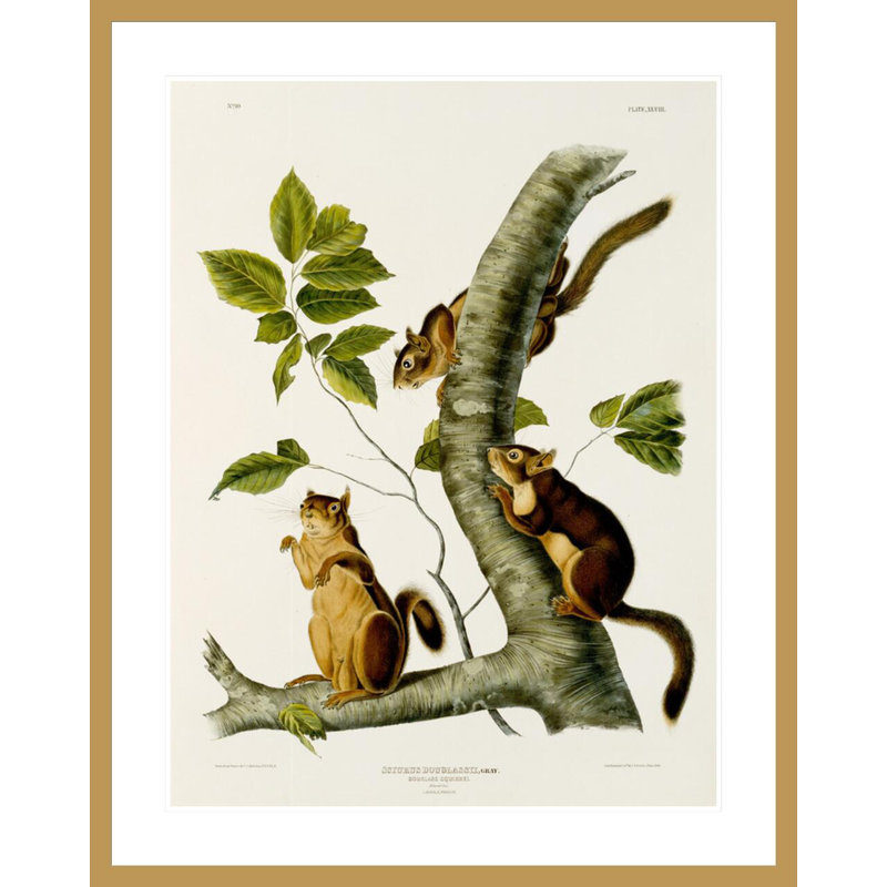 «Douglas's Squirrel Plate 48 from The Viviparous Quadrupeds of North America» par John James Audubon, impression giclée encadrée