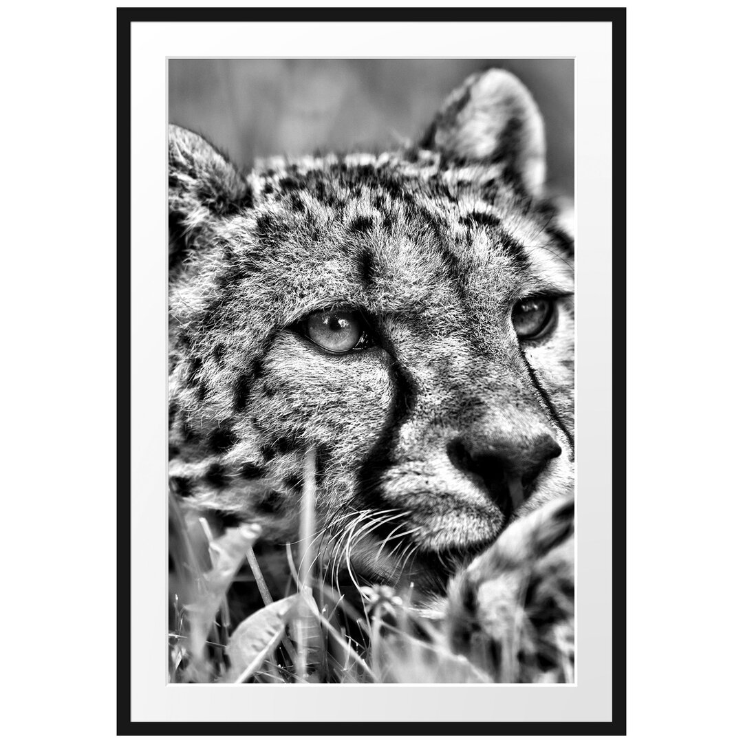 Gerahmtes Poster Gepard im Gras