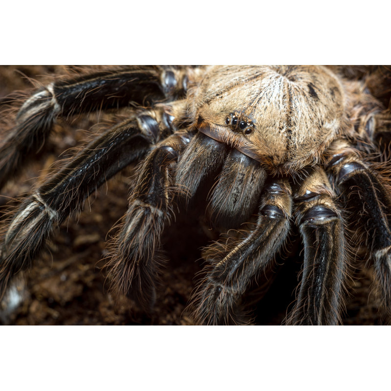 Ephebopus Murinus Tarantula - Photographie sur toile tendue, H 20 po x l 30 po