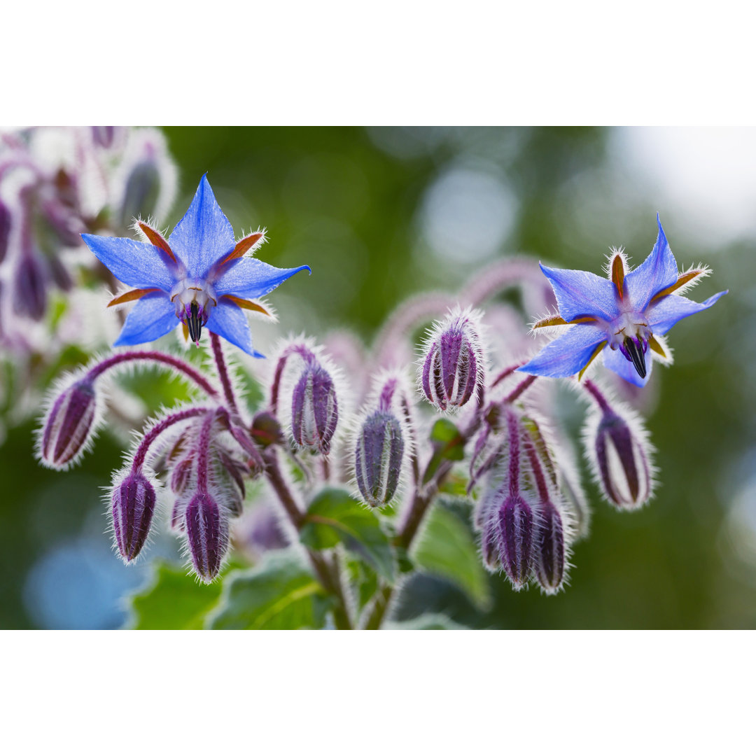 Borage Flowers Close Up (Borago Officinalis) - Wrapped Canvas Print