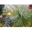 274cm Lighted Garland with Lights