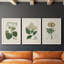 Antique Turpin Botanical IV - Ensemble de 3 reproductions d'art sur toile-2038202534-2038202539