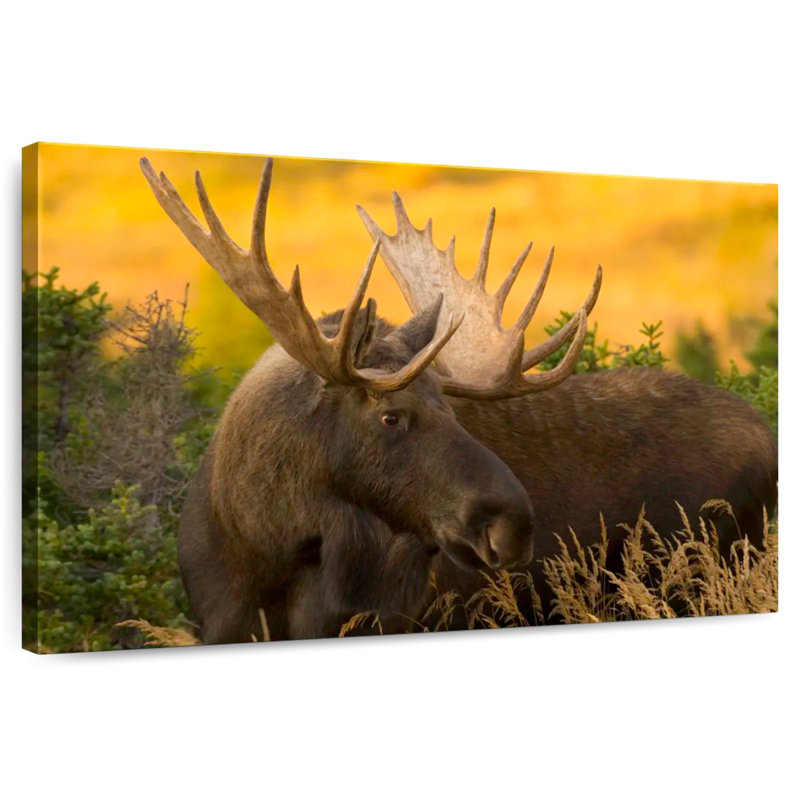 Chugach Bull Moose, 30" H x 45" W