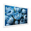 «Azure Blue Tulips Bloom I» sur toile-97030267-97030272