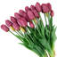 Tiges de tulipes