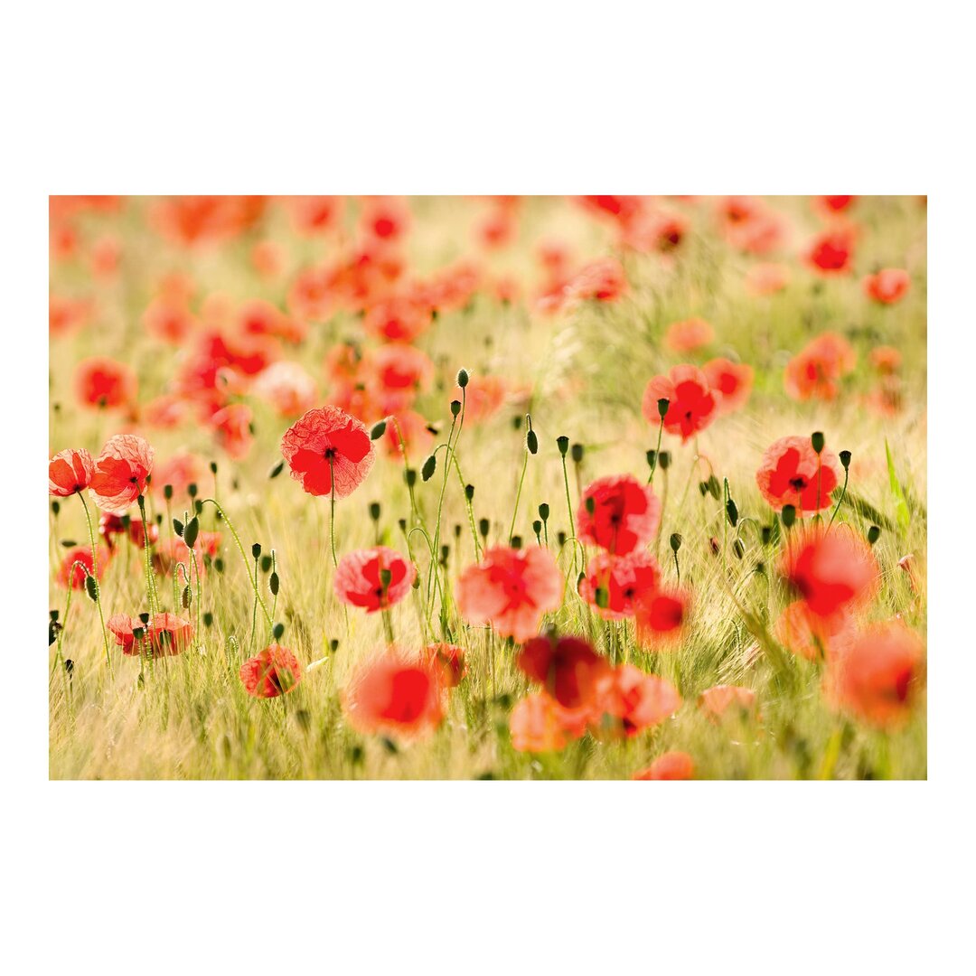 Matte Tapete Summer Poppies 2,55 m x 384 cm