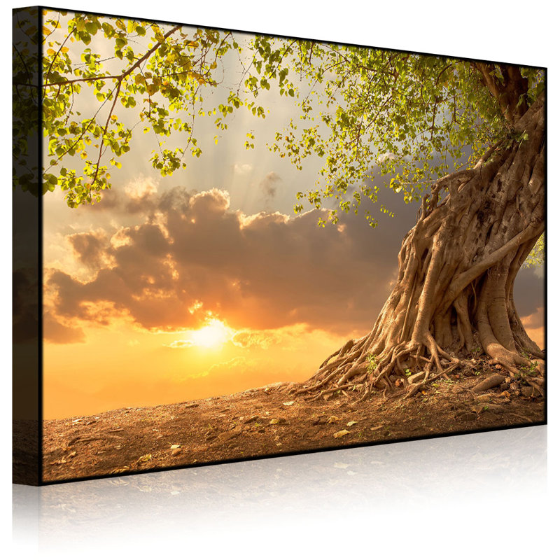 Rooted Strong Tree At Sunset by No - Wrapped Canvas Print, Without lighting, 60cm H x 80cm W x 4.5cm D