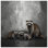 Family Of Raccoons Bedding Raccoons Bedspread Wildlife