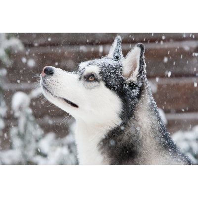 " Siberian Husky Puppy " by Ebobeldijk