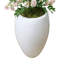 Stephanotis Tree in Fiberstone Pot