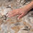 Premium Machine Washable Dream Shag ADS558 Floral Rug-2057635366-2057635372