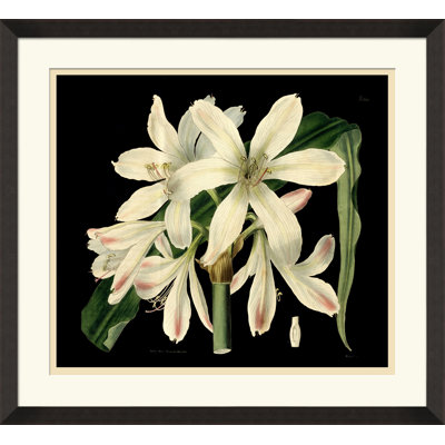 Antique Orchid On Black I Painting