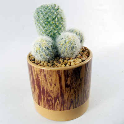 20cm Faux Plant in Ceramic Pot