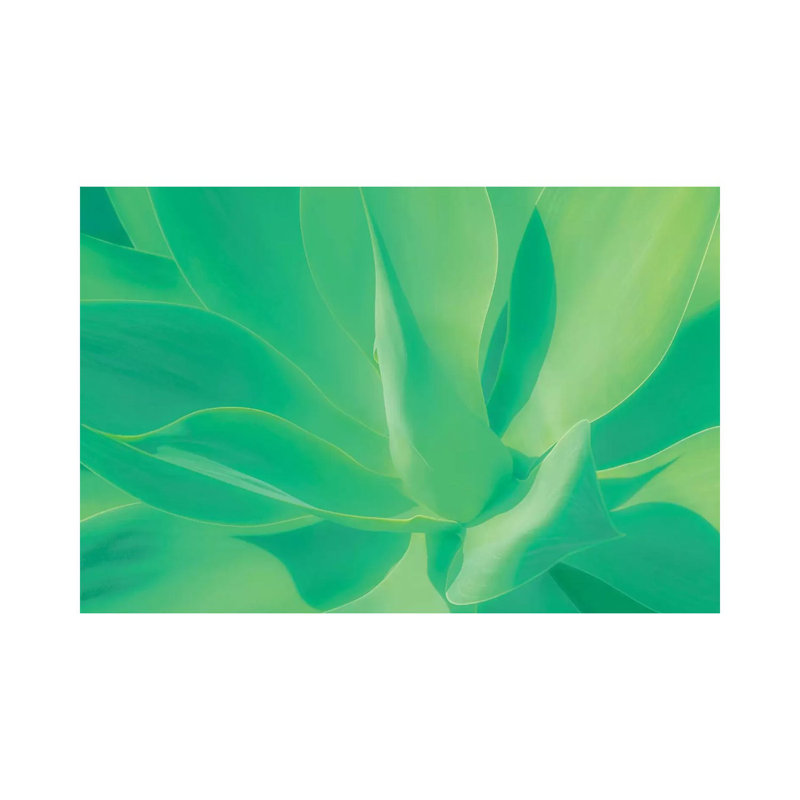 Aloe Vera Plant by Beli - Wrapped Canvas Print, 20.32 cm H x 30.48 cm W