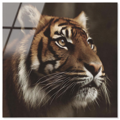 Décoration murale tigrée Reign Roar par Notoriart, prêt à accrocher, 20 x 20