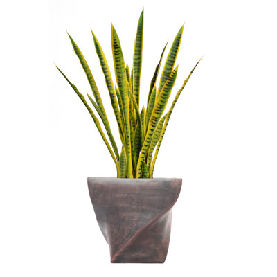 Panama 35'' Snake Plant in Planter