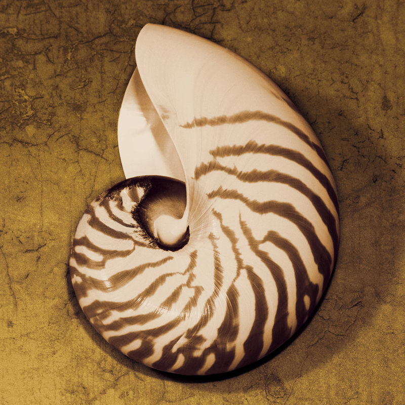 " Nautilus " by Caroline Kelly, 30" H x 30" W