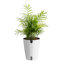 Parlor Palm Plant in Planter