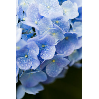 Blue Hydrangea - Wrapped Canvas Print