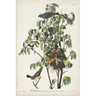 Pl 122 Blue Grosbeak by John Audubon - Wrapped Canvas Painting