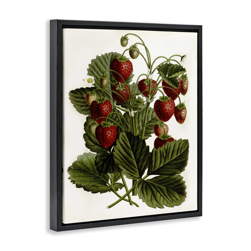 Strawberry Plant Study Grey Framed Floater Canvas Wall Art by Lettered and Lined, Jet Black Floater Frame, 21" H x 17" W