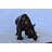 Ilmars Relaxed Rhino bronze statue -  Size: 16"L x 9"W x 8"H.
